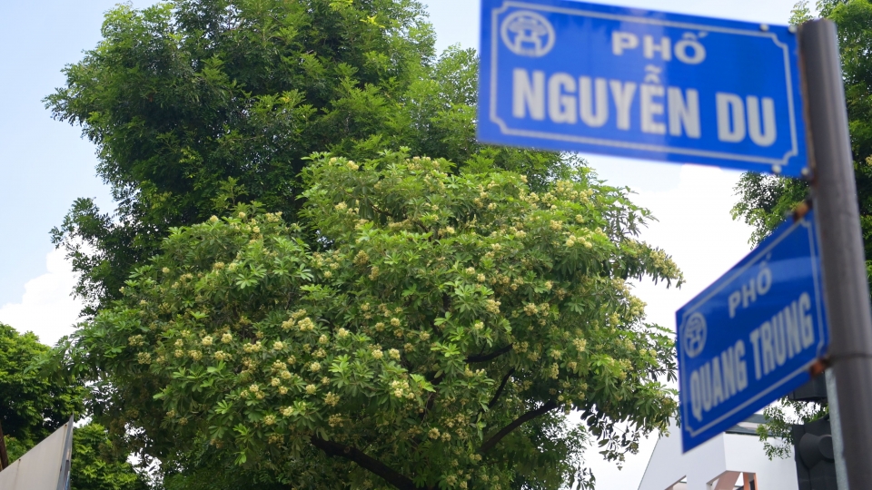 cay-hoa-sua-tren-pho-nguyen-du-quang-trung.-khong-nhieu-den-muc-phai-thay-the-6.jpg