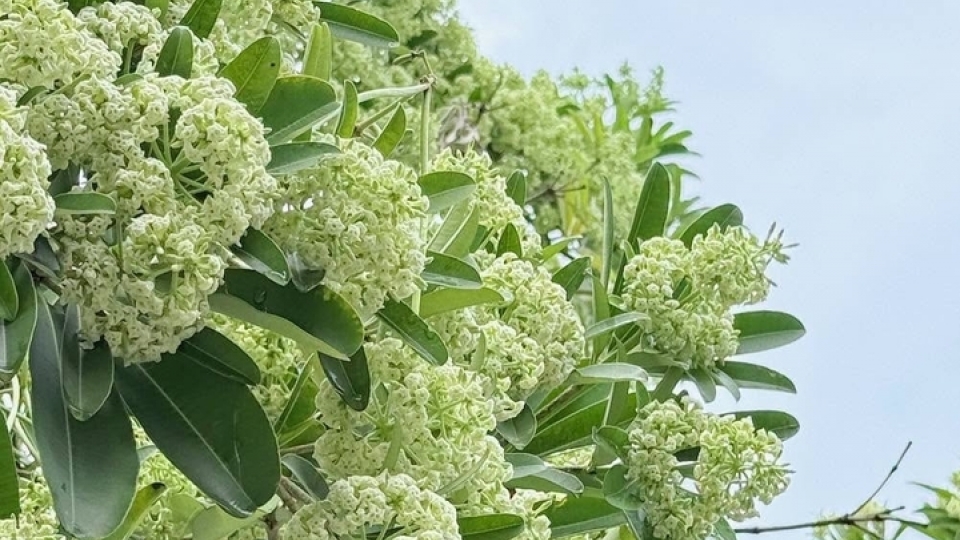 hoa-sua-07111182.jpg