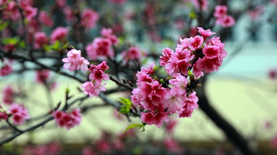 Hanoi blushed with cherry blossom on lunar New Year’s Eve