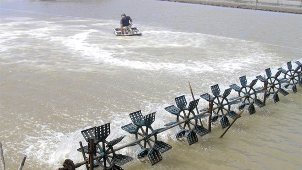 Shrimp aids climate change battle