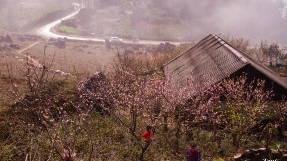 Wild peach blossoms brighten northwestern region