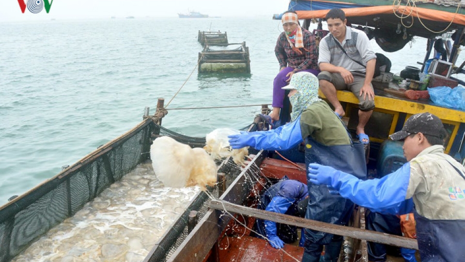 Cashing in on Asian taste for jellyfish
