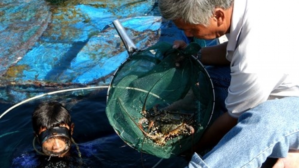Fishermen target young lobsters