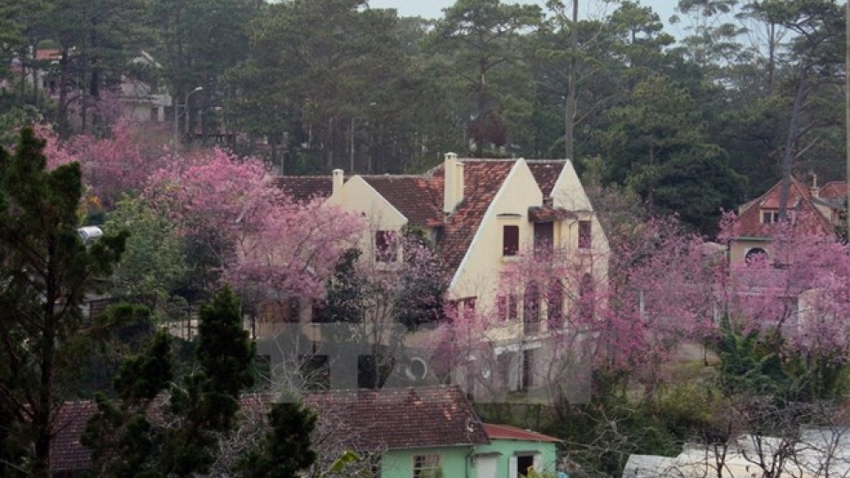 Da_Lat_cherry_blossom_festival_YBSU.jpg