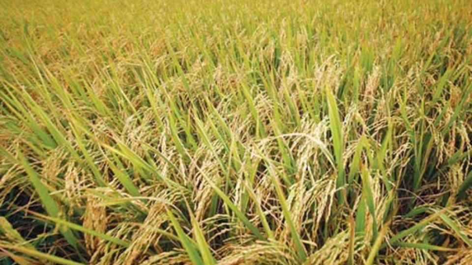 World Food Day marked in Hanoi