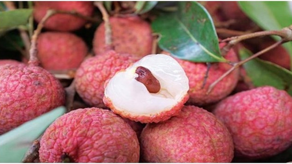 Fresh litchi to be served on Vietnam Airlines’ flights