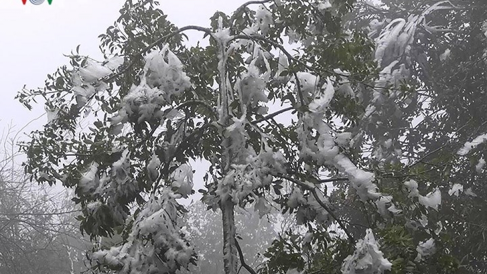 Mu Cang Chai mountains and forest frosted over with ice and snow