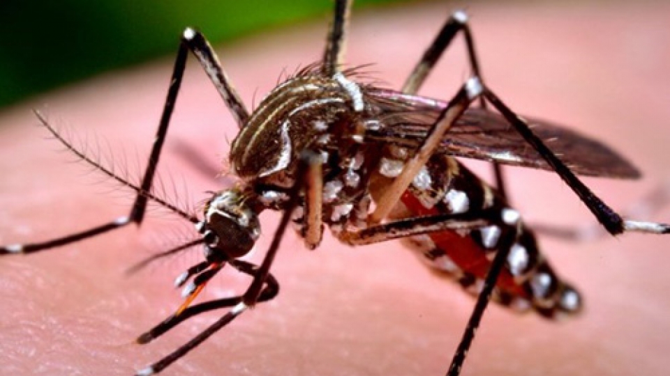 HCM City expands Zika virus monitoring network