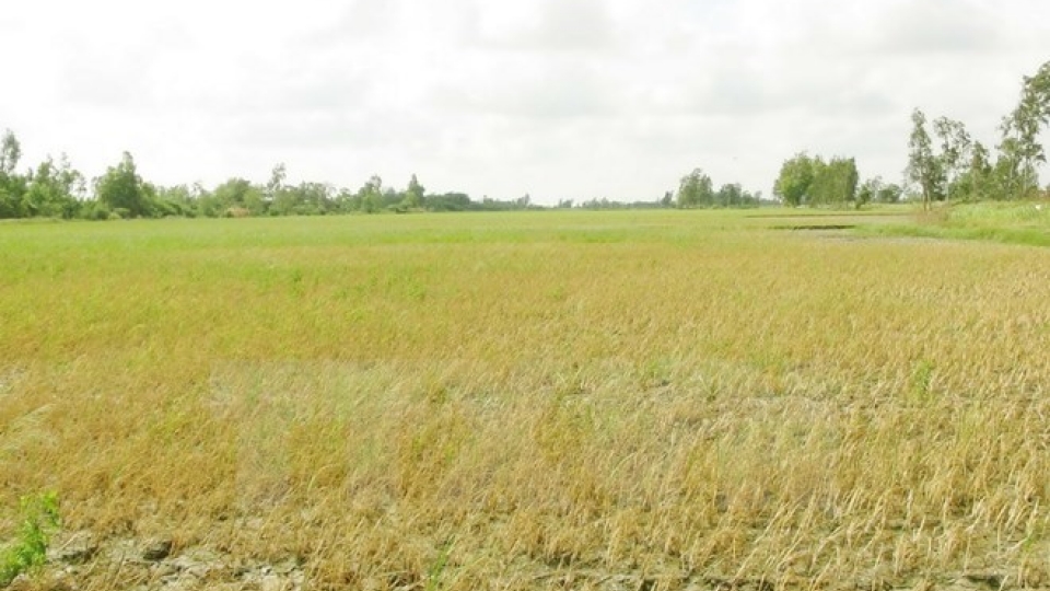 Netherlands supports sustainable development in Mekong Delta