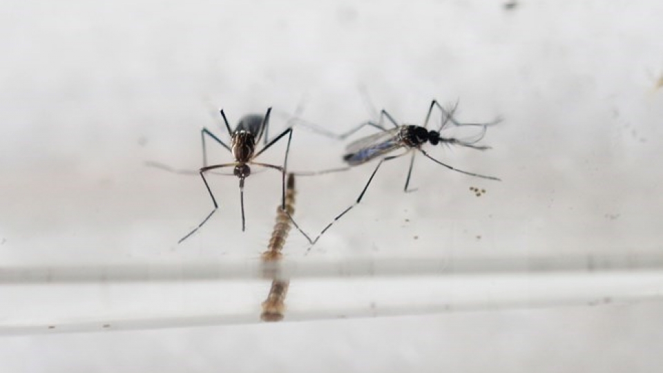 Phu Yen launches public campaign against dengue, Zika virus
