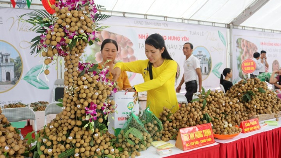Hung Yen longan bonsai trees become festival attraction