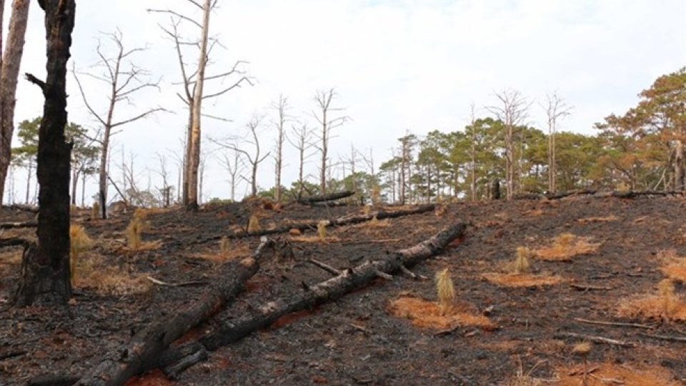 Vietnam’s protected forest dwindling
