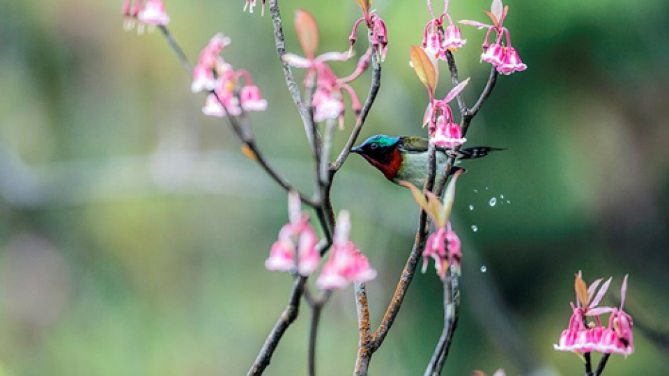 Bell-shaped peach blossoms beautify Ba Na Hills