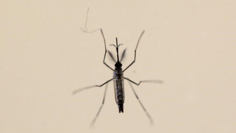 Zika mystery deepens with evidence of nerve cell infections