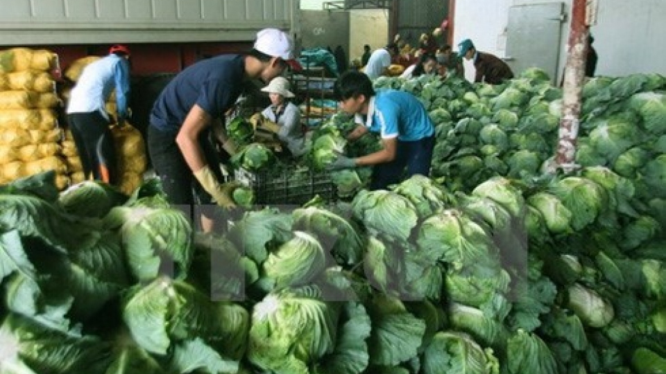 Ambassador: New Zealand can help Mekong Delta with hi-tech farming