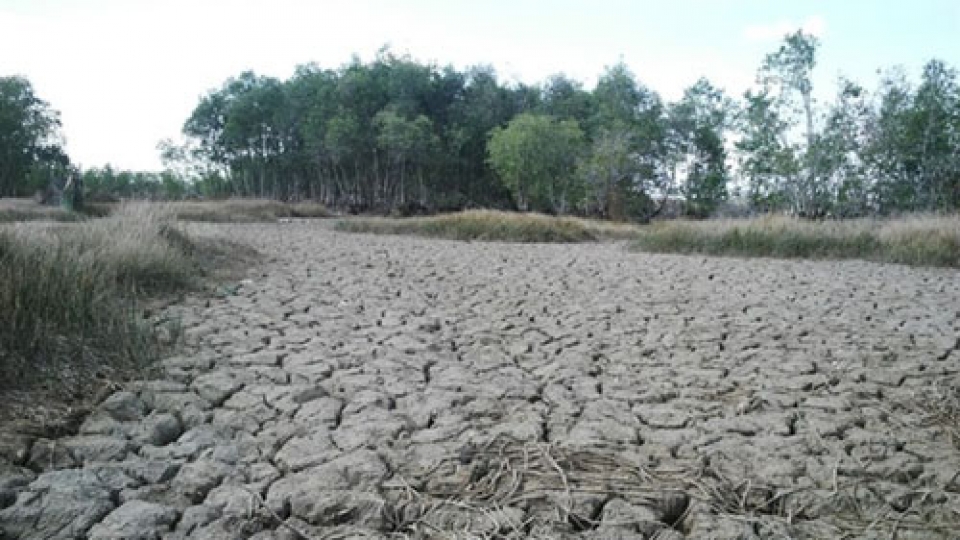 Drought-hit Ben Tre bears no festival fruit