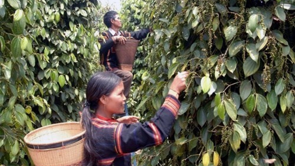 Central Highlands warns about black pepper coverage expansion
