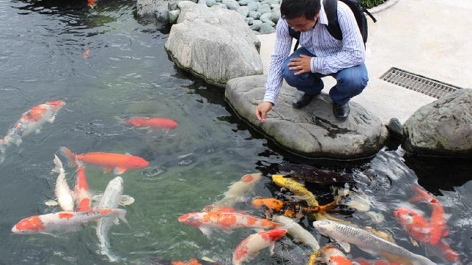 HCM City eyes US$50 million in ornamental fish exports