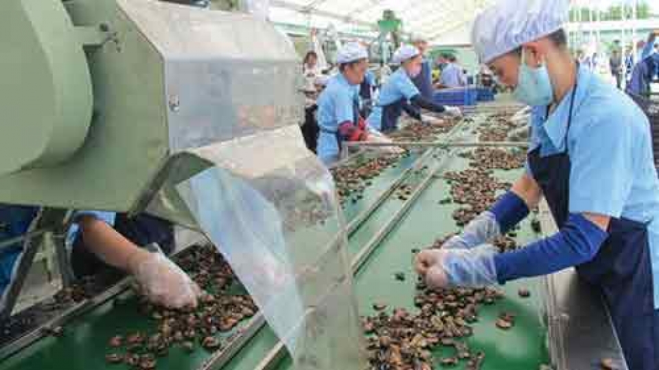 Vietnam to import 450,000 tonnes of raw cashew nut
