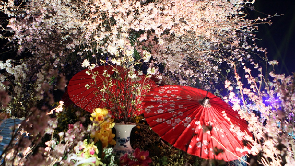 Enjoy blooming Japanese cherry blossoms in Hanoi