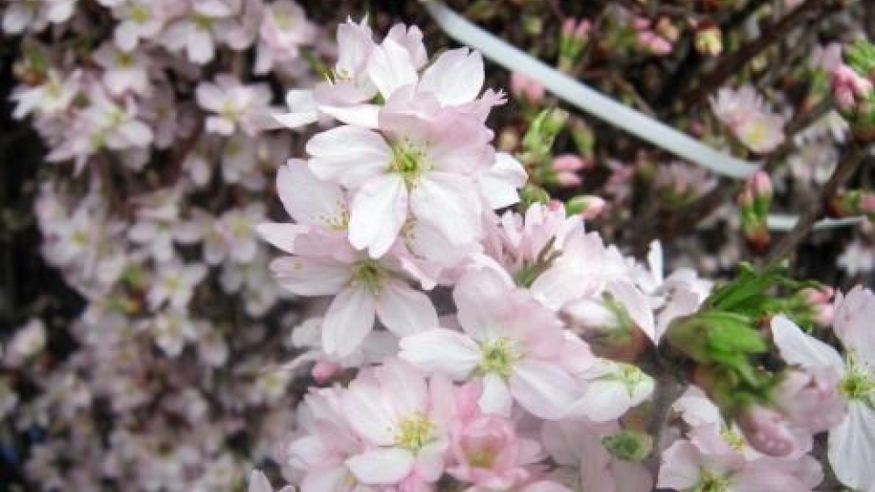 Cherry blossom festival to be held in HCM City