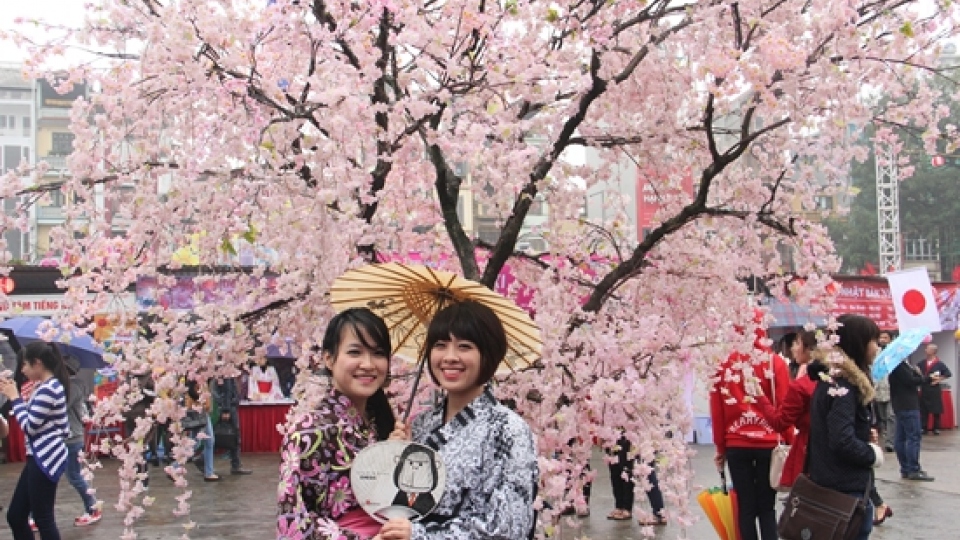 Hanoi set to take bloom with Japanese cherry trees