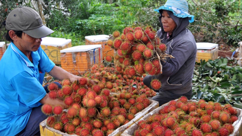 Dong Nai farmers grow Thai rambutan