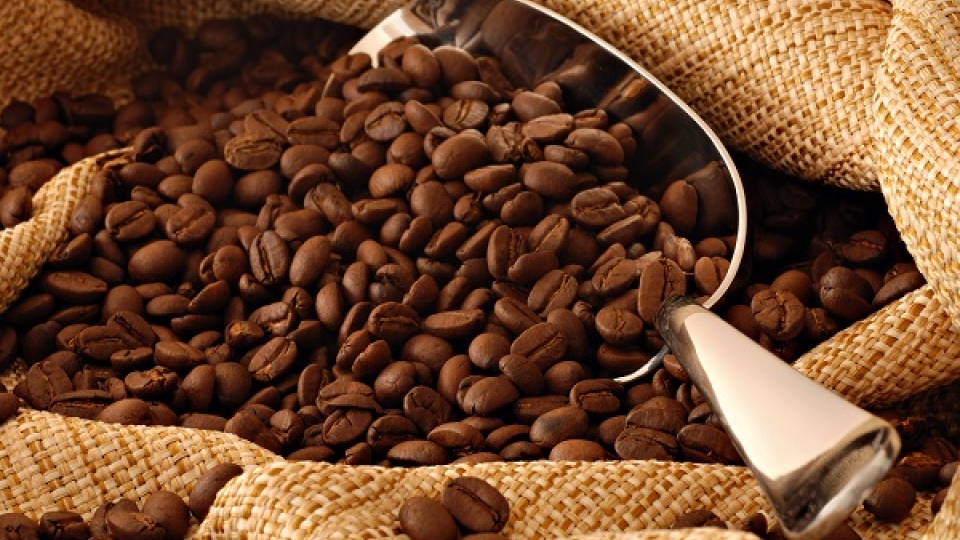 Coffee industry in Vietnam turns bitter