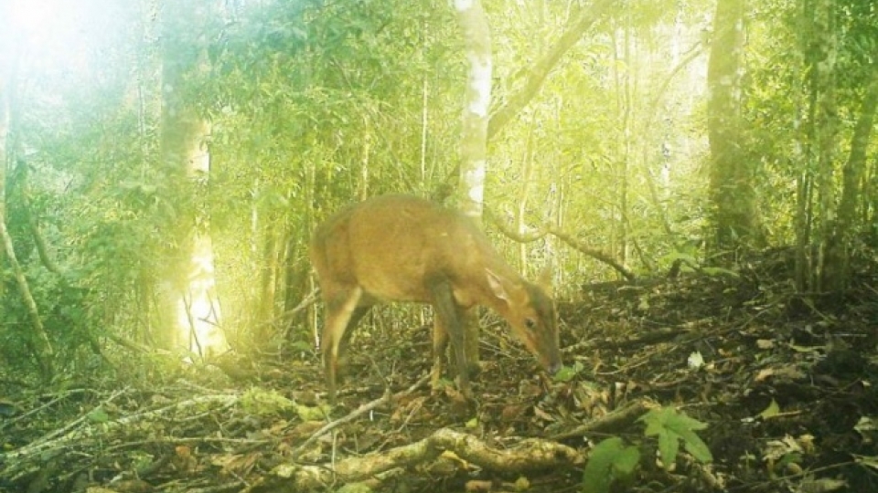 deer_AGLF.jpg
