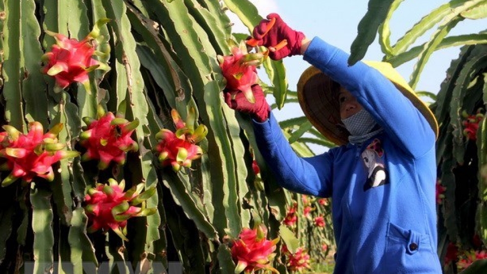 High-quality dragon fruit varieties crucial to boosting exports