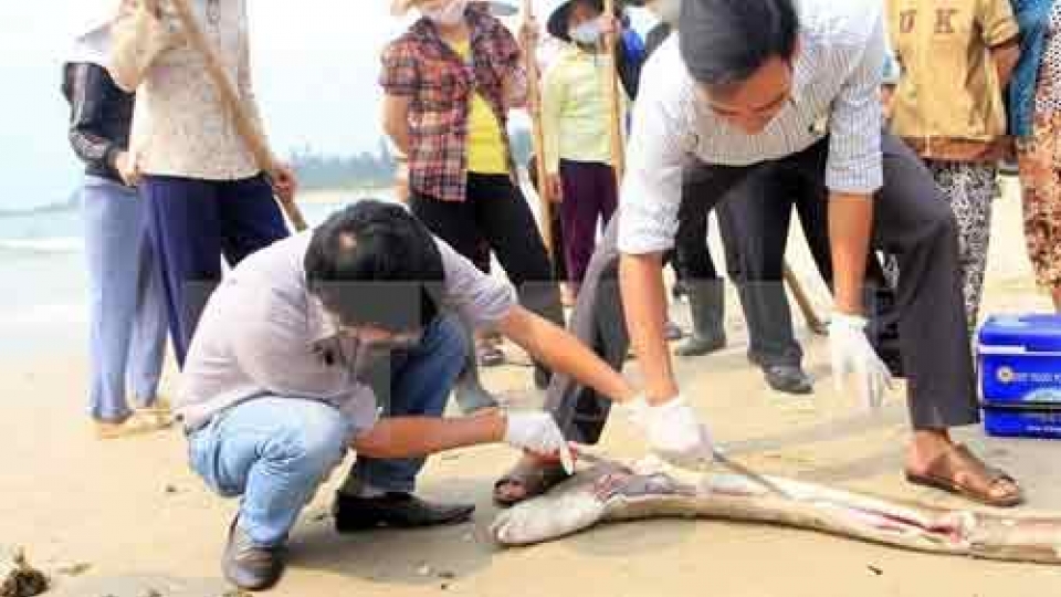 Quang Binh aids farmers over fish deaths