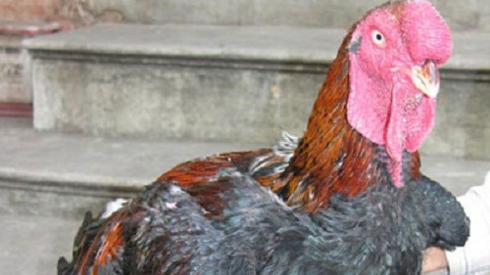 Bac Ninh: Ho chickens get collective brand name