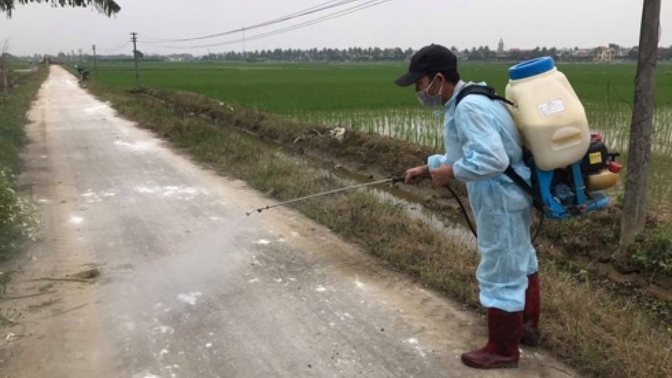 Thanh Hoa designs new initiative to prevent African swine fever