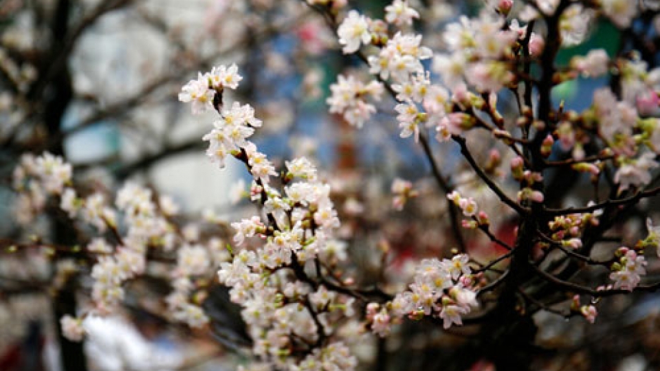 10,000 cherry blossoms celebrate Vietnam, Japan ties
