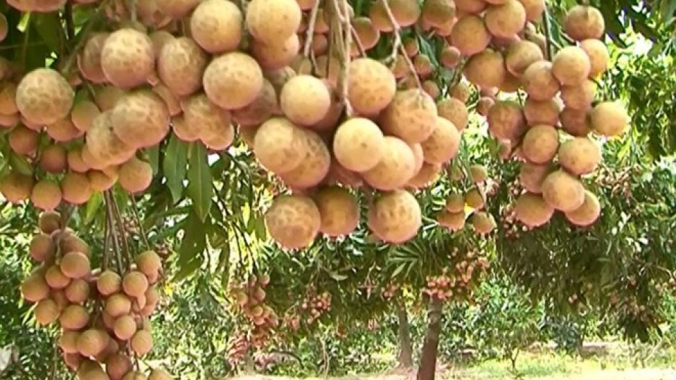 Vietnam ships Hung Yen longan to US