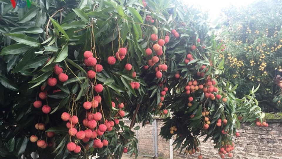 Luc Ngan Lychee Week gets underway in Hanoi