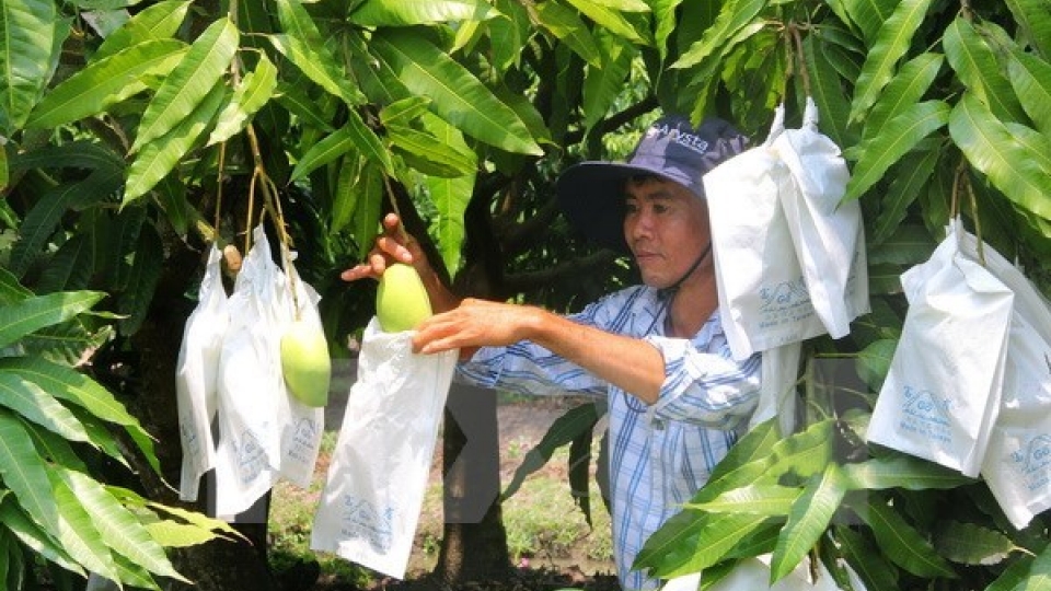 Australia opens door to fresh Vietnamese mango