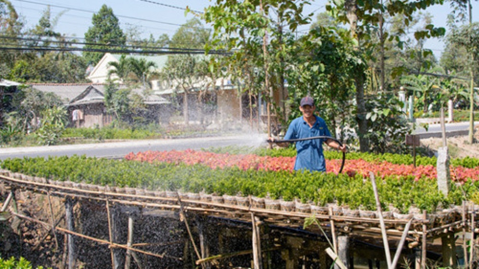 Sa Dec flower village in full bloom for Tet