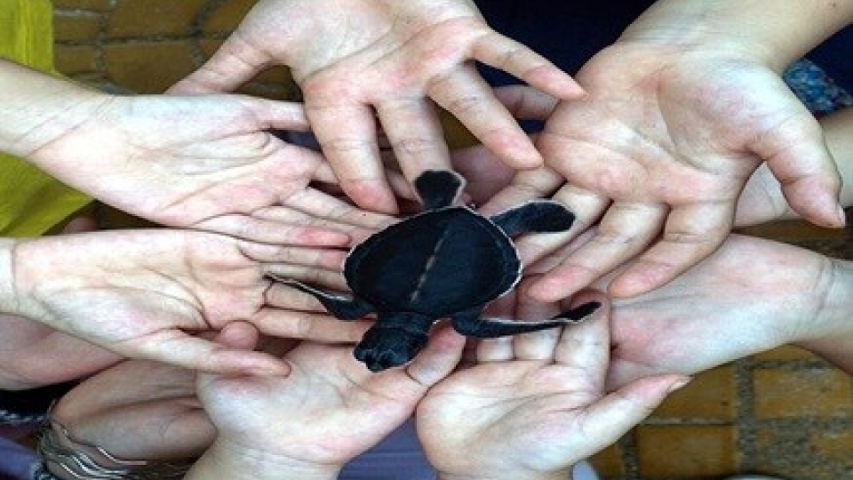 Ninh Thuan works to protect sea turtles