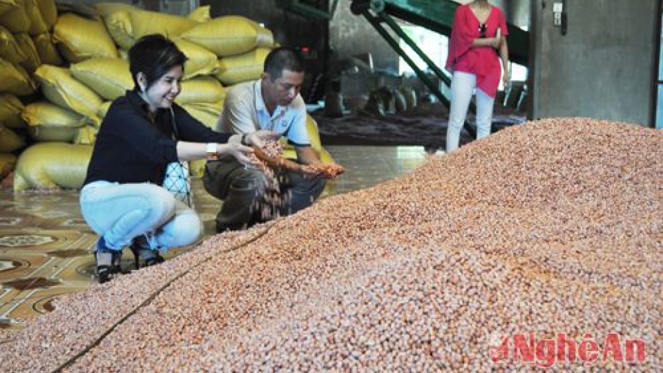 Tra Vinh helps SMEs enhance peanut value