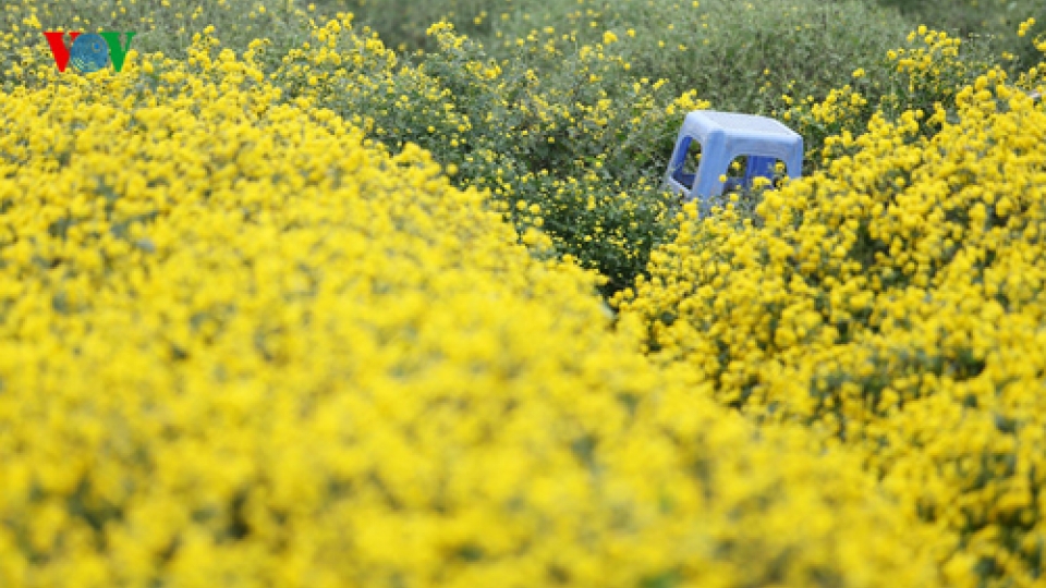 Hung Yen splendid with yellow daisies