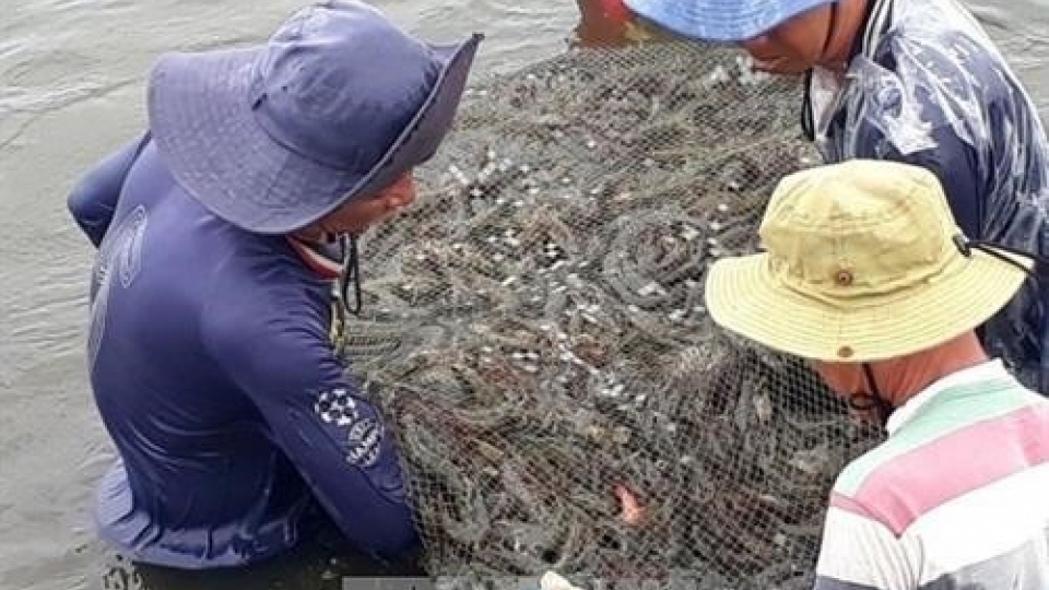 Kien Giang expands shrimp-rice farming area