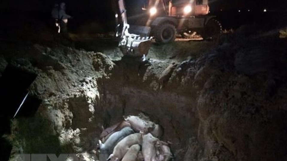 Localities work hard to tackle African swine fever
