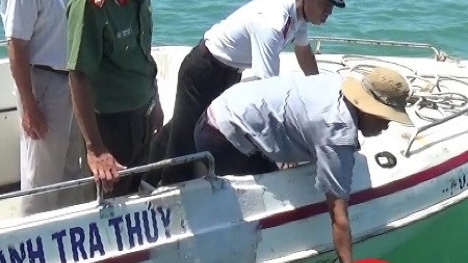 Rare hawksbill turtle released in Bac Lieu