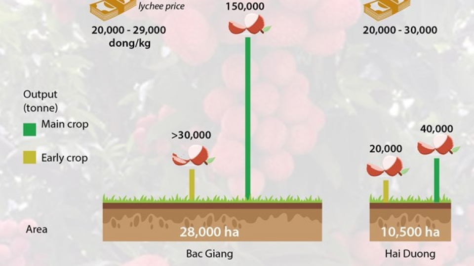 Vietnam enjoys most bumper "thieu" lychee crop in 10 years
