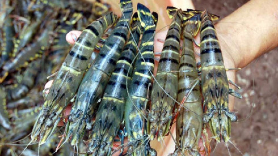 Over 90 countries import Ca Mau shrimps