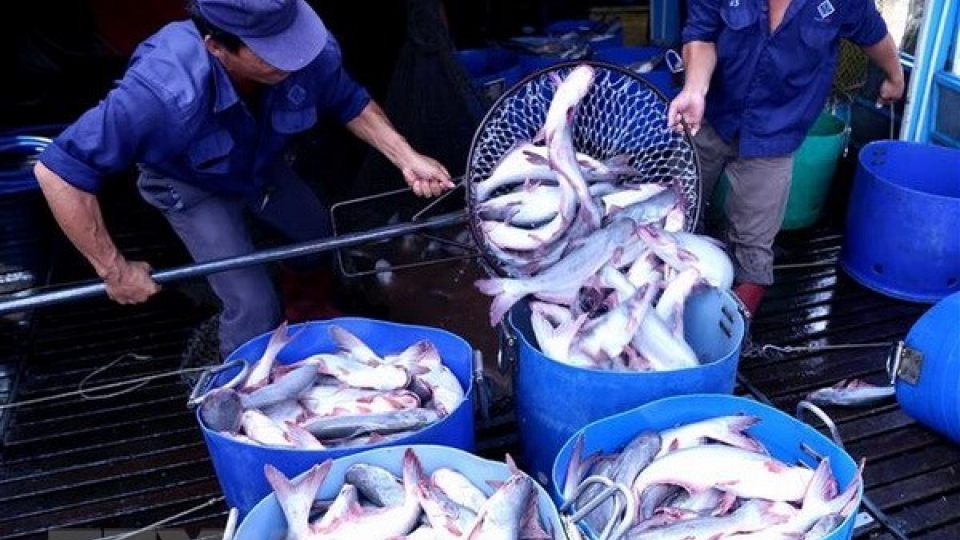 CPTPP gives great chances for Vietnam’s tra fish exports
