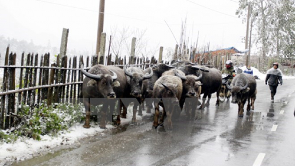 PM directs prevention against severe cold weather