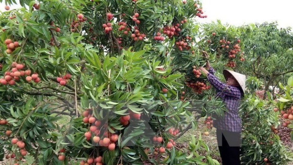 Hai Duong exports 5,000 tonnes of lychee so far