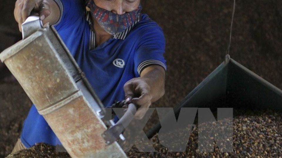 Dak Lak: Coffee output continues dropping